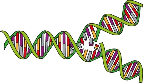 DNA Doppelhelix