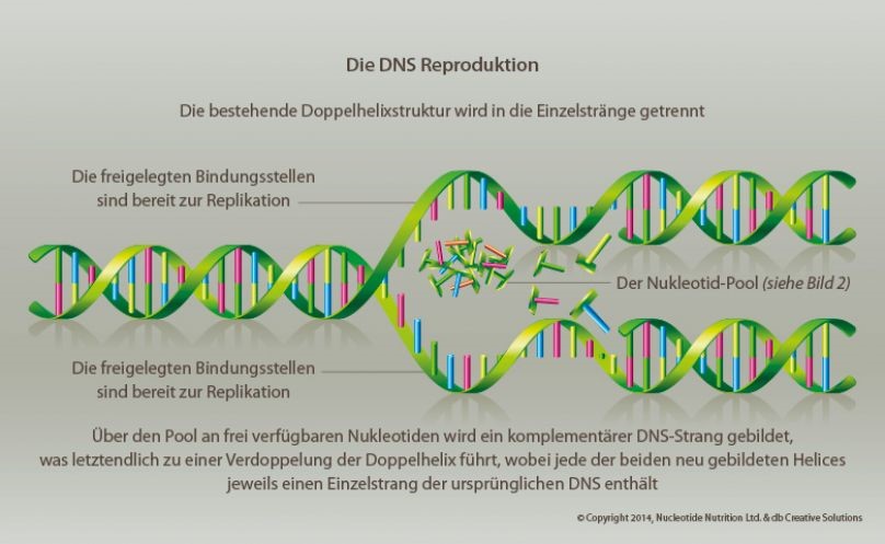 DNS Reproduktion