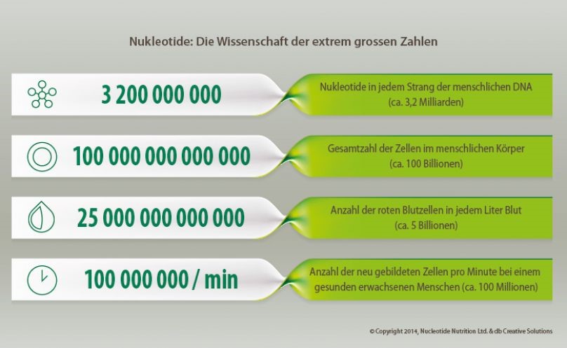 Nukleotide: Wissenschaft der grossen Zahlen