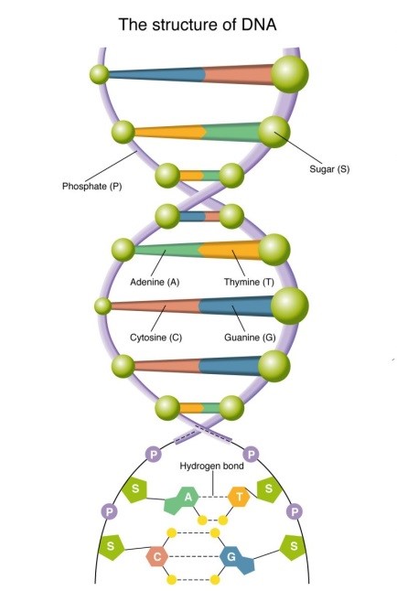 The structure of DNA