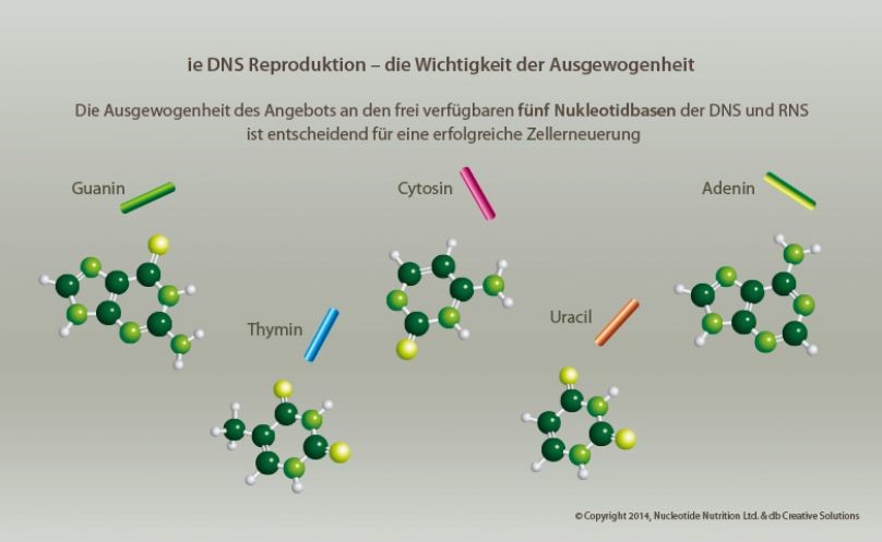 Wichtigkeit der Ausgewogenheit